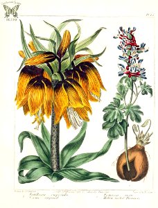 Crown Imperial (Fritillaria imperialis) and Hollow Rooted Fumitory (Corydalis cava [as Fumaria cava]). The New Botanic Garden (1812)
