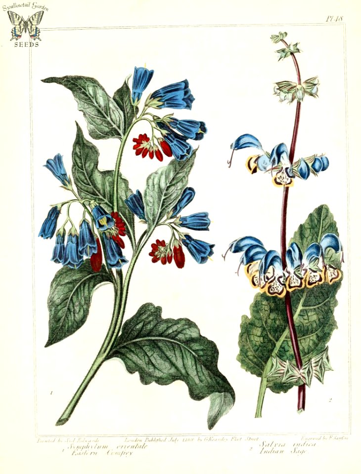 Eastern Comfrey (Symphytum orientale) and Indian Sage (Salvia indica). The New Botanic Garden (1812)
