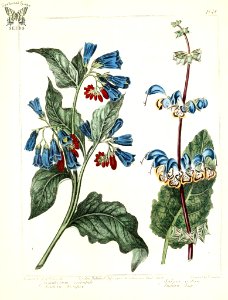 Eastern Comfrey (Symphytum orientale) and Indian Sage (Salvia indica). The New Botanic Garden (1812). Free illustration for personal and commercial use.