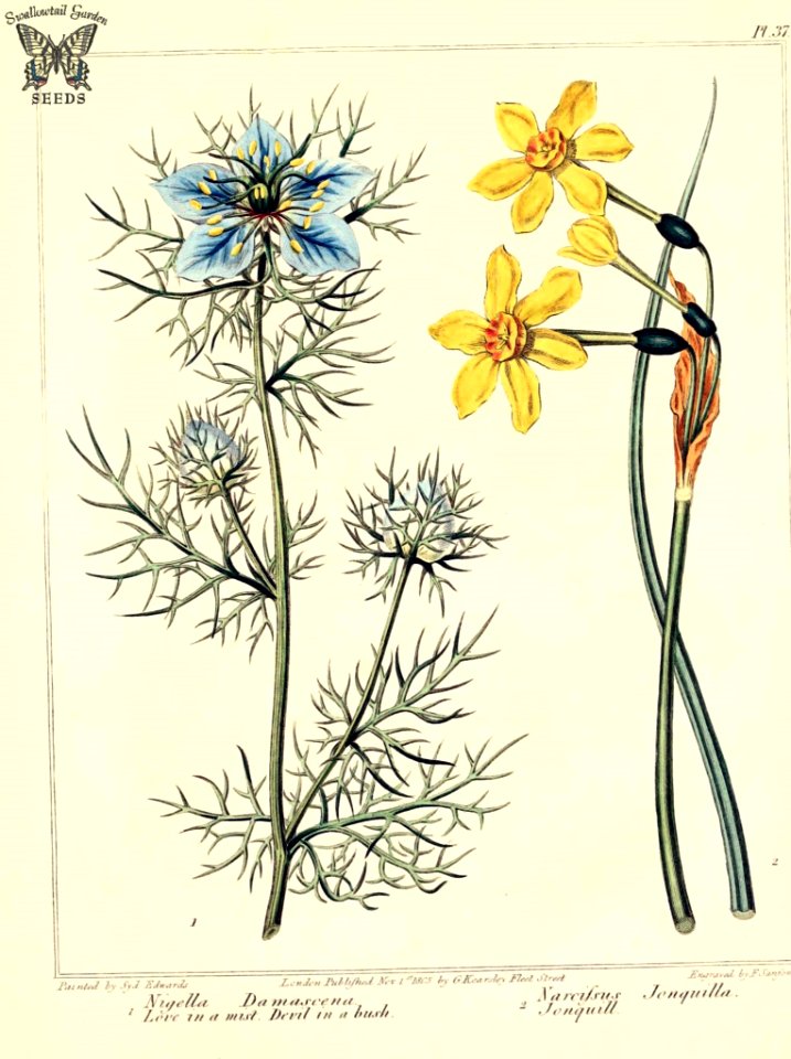 Love in a Mist (Nigella damascena) and Jonquil Dafodil (Narcissus jonquilla). The New Botanic Garden (1812)