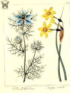 Love in a Mist (Nigella damascena) and Jonquil Dafodil (Narcissus jonquilla). The New Botanic Garden (1812). Free illustration for personal and commercial use.