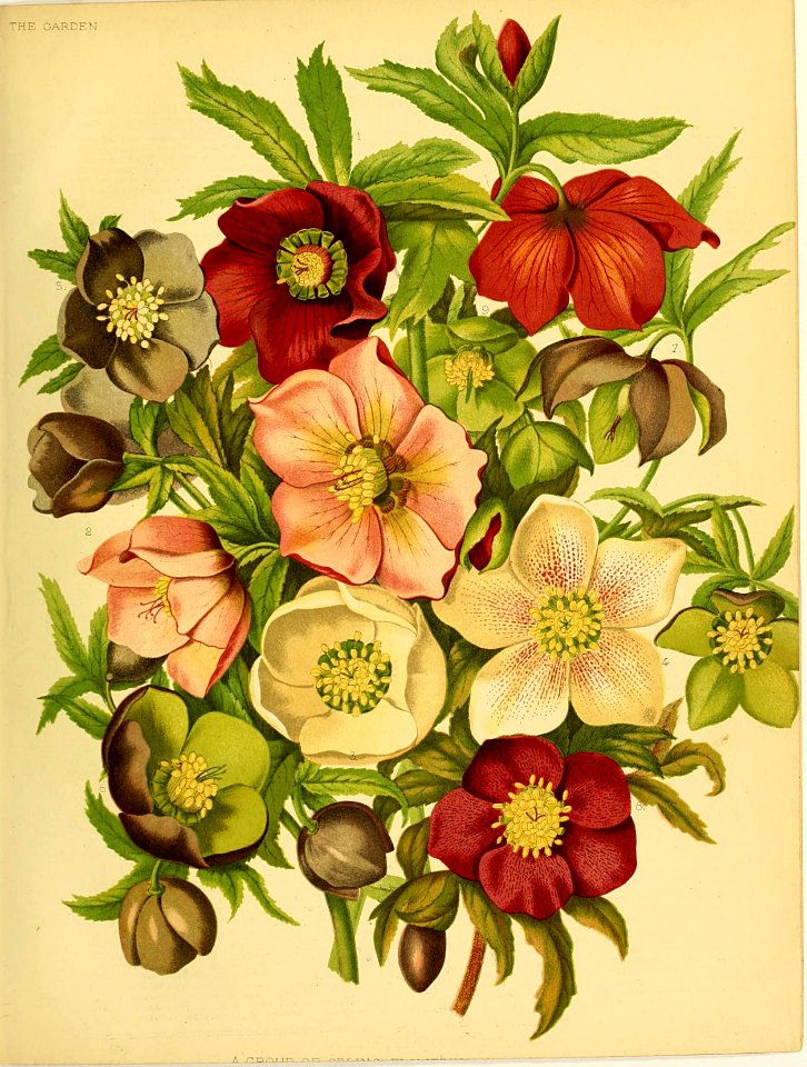 Hellebores. Helleborus spp. (1879)