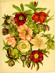 Hellebores. Helleborus spp. (1879). Free illustration for personal and commercial use.