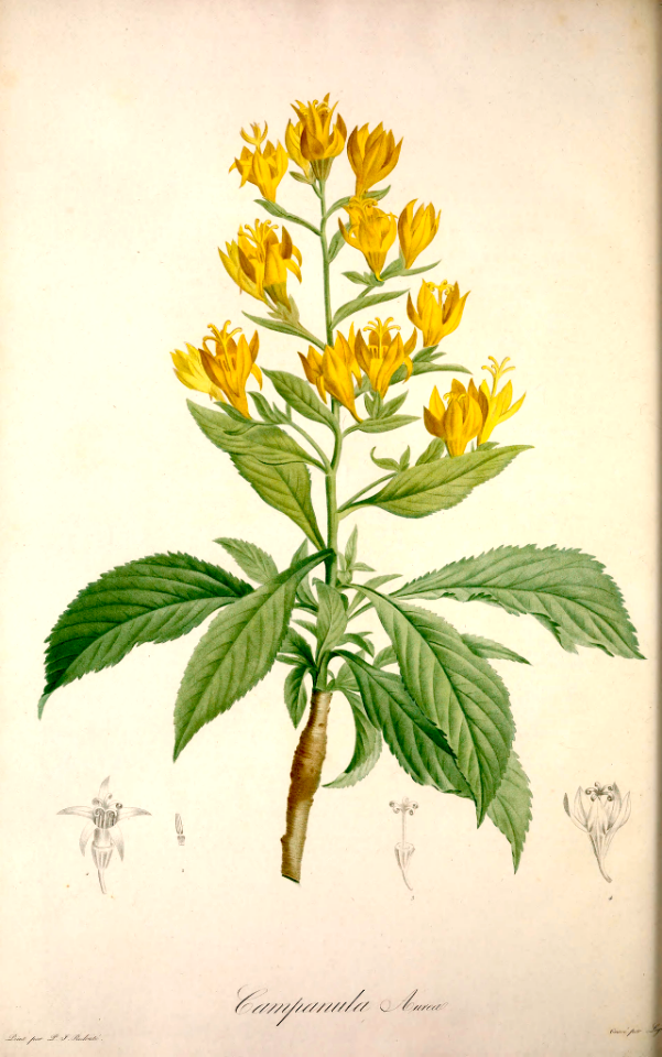 Musquia [Musschia aurea, as Campanula aurea]  By P.J. Redouté (1804).