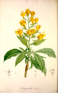 Musquia [Musschia aurea, as Campanula aurea] By P.J. Redouté (1804).. Free illustration for personal and commercial use.