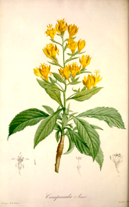 Musquia [Musschia aurea, as Campanula aurea]  By P.J. Redouté (1804).