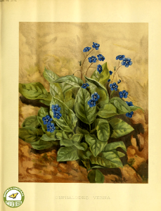 Blue-eyed Mary. Omphalodes verna (1891).. Free illustration for personal and commercial use.