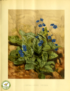 Blue-eyed Mary. Omphalodes verna (1891).