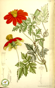 Hidalgoa wercklei. Costa Rica native closely related to dahlias and coreopsis (1899).