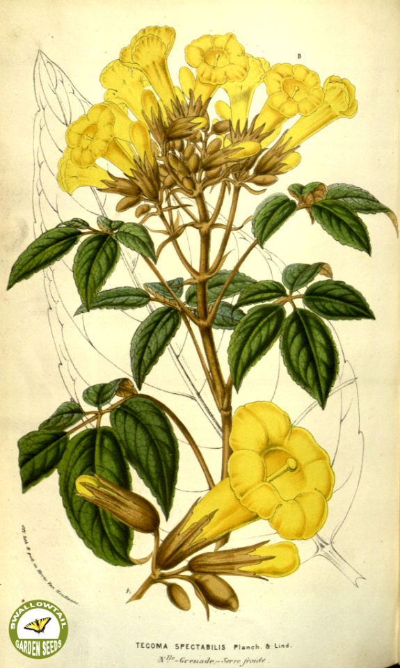 Golden Trumpet Tree, Golden Goddess. Handroanthus chrysanthus [as Tecoma spectabilis] (1853).