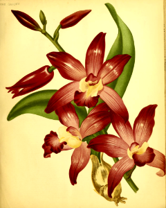 Laelia autumnalis orchid (1880). Fragrant, long-lasting flowers. Native to Mexico.