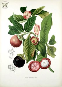 Purple Mangosteen. Garcinia mangostana.  Fleurs, fruits et feuillages choisis de l'ille de Java -peints d'après nature par Berthe Hoola van Nooten (1880)
