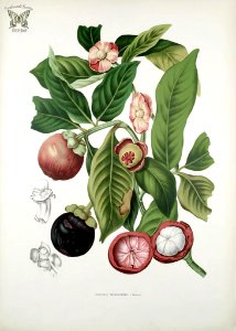 Purple Mangosteen. Garcinia mangostana. Fleurs, fruits et feuillages choisis de l'ille de Java -peints d'après nature par Berthe Hoola van Nooten (1880). Free illustration for personal and commercial use.