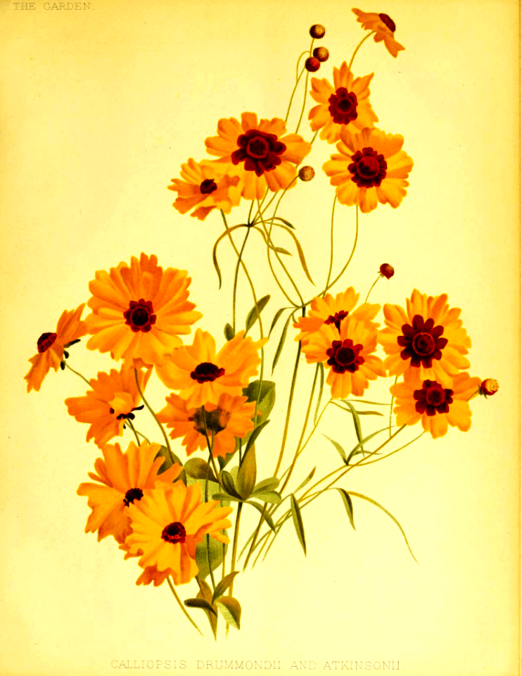 Coreopsis basalis [as Coreopsis drumondii and C. atkinsonii]  The garden. An illustrated weekly journal of horticulture in all its branches [ed. William Robinson], vol. 29-:(1886)
