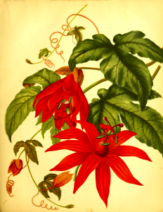 Crimson Passion Flower. Passiflora vitifolia. The garden. An illustrated weekly journal of horticulture in all its branches [ed. William Robinson], vol. 17- (1880). Free illustration for personal and commercial use.