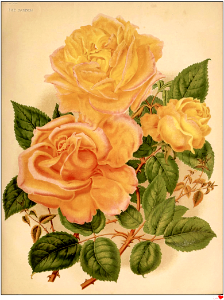 Rose 'Marechal Niel' The garden. An illustrated weekly journal of horticulture in all its vol. 15 (1879). Free illustration for personal and commercial use.