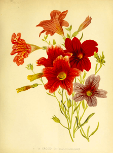 Painted Tongue. Salpiglossis hort. The garden. An illustrated weekly journal of horticulture in all its vol. 29 (1886). Free illustration for personal and commercial use.
