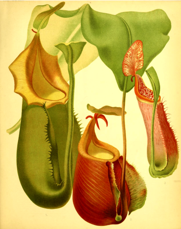 Climbing Pitcher plant. Nepenthes veitchii. The garden. An illustrated weekly journal of horticulture in all its branches [ed. William Robinson], vol. 17- (1880).