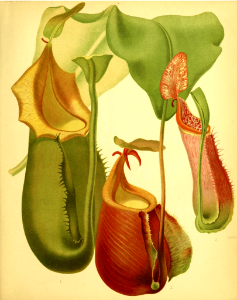Climbing Pitcher plant. Nepenthes veitchii. The garden. An illustrated weekly journal of horticulture in all its branches [ed. William Robinson], vol. 17- (1880).. Free illustration for personal and commercial use.