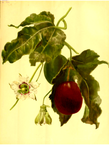Passion Fruit (Passiflora edulis). The garden. An illustrated weekly journal of horticulture in all its branches [ed. William Robinson], vol. 50 (1896).