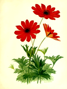Anemone hort.. The garden. An illustrated weekly journal of horticulture in all its branches, vol. 11 (1877).. Free illustration for personal and commercial use.