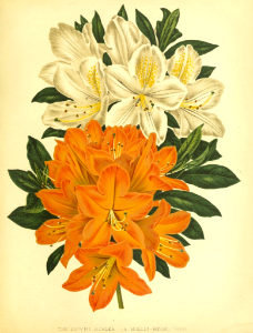 Downy Azalea (Rhododendron molle) The garden. An illustrated weekly journal of horticulture in all its branches, vol. 11 (1877).