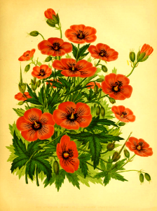 Armenian Cranesbill. Geranium psilostemon.  The garden. An illustrated weekly journal of horticulture in all its branches: vol. 11 (1877).