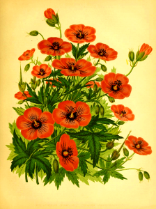 Armenian Cranesbill. Geranium psilostemon. The garden. An illustrated weekly journal of horticulture in all its branches: vol. 11 (1877).. Free illustration for personal and commercial use.