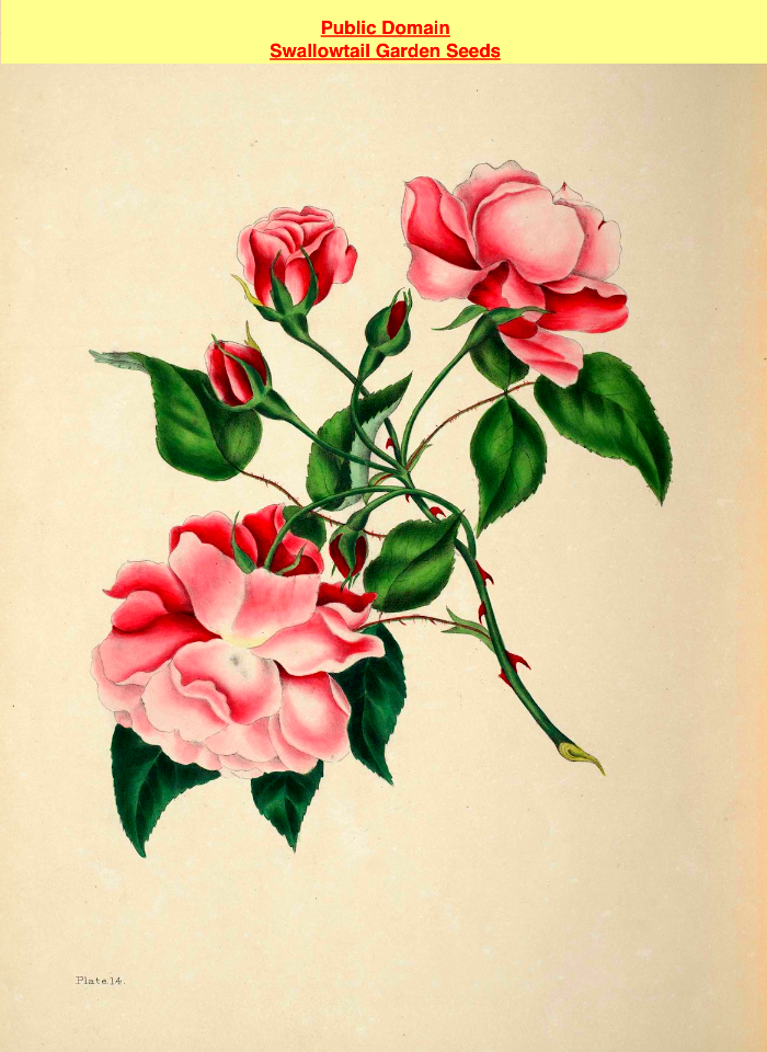 China Rose. Rosa semperflorens. The beauties of flora- with botanic and poetic illustrations, being a selection of flowers drawn from nature arranged emblematically- with directions for colouring them by Gleadall, Eliza Eve (1834).