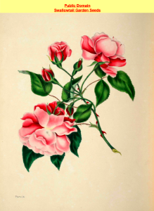 China Rose. Rosa semperflorens. The beauties of flora- with botanic and poetic illustrations, being a selection of flowers drawn from nature arranged emblematically- with directions for colouring them by Gleadall, Eliza Eve (1834).. Free illustration for personal and commercial use.