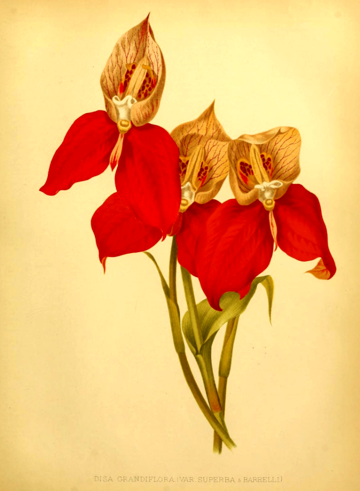 Red Disa orchid. Disa uniflora [as Disa grandiflora var. superba + barrelli] Native to South Africa. The garden. An illustrated weekly journal of horticulture in all its branches [ed. William Robinson], vol. 21- (1882)