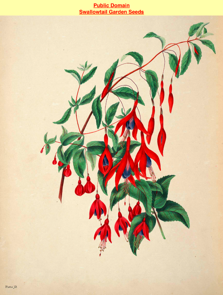 Globose Fuchsia. (Fuchsia magellanica). The beauties of flora- with botanic and poetic illustrations, being a selection of flowers drawn from nature arranged emblematically- with directions for colouring them by Gleadall, Eliza Eve (1834).