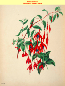 Globose Fuchsia. (Fuchsia magellanica). The beauties of flora- with botanic and poetic illustrations, being a selection of flowers drawn from nature arranged emblematically- with directions for colouring them by Gleadall, Eliza Eve (1834).