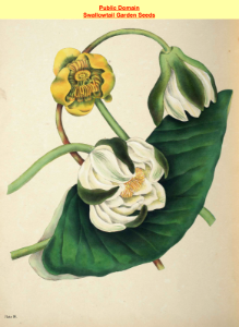 Great Yellow Pondlily (Nuphar lutea) and White lotus (Nymphaea alba). The beauties of flora- with botanic and poetic illustrations, being a selection of flowers drawn from nature arranged emblematically... by Gleadall, Eliza Eve (1834).. Free illustration for personal and commercial use.