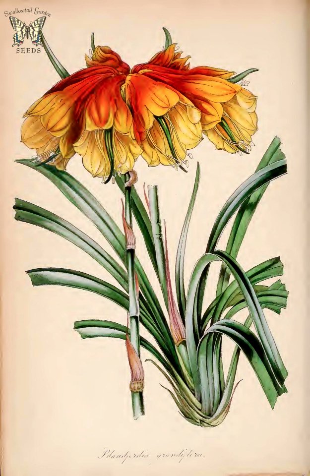 Large Christmas Bell. Blandfordia grandiflora. (Paxton's) Magazine of Botany and Register Vol. 7 (1840)