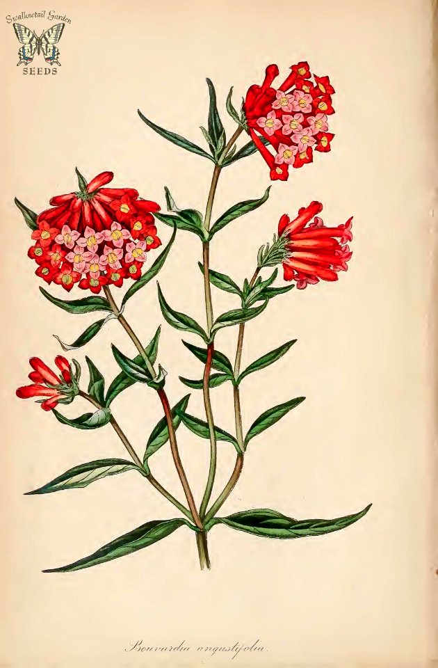Firecracker Bush. Bouvardia ternifolia {as Bouvardia angustifolia]. (Paxton's) Magazine of Botany and Register Vol. 7 (1840)