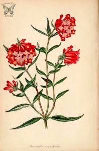 Firecracker Bush. Bouvardia ternifolia {as Bouvardia angustifolia]. (Paxton's) Magazine of Botany and Register Vol. 7 (1840). Free illustration for personal and commercial use.