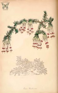Heather. Erica banksiana. (Paxton's) Magazine of Botany and Register Vol. 7 (1840)