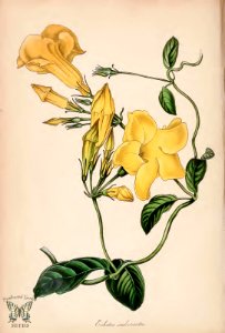 Yellow Mandevilla. Pentalinon luteum [as Echites suberecta]. (Paxton's) Magazine of Botany and Register Vol. 7 (1840). Free illustration for personal and commercial use.