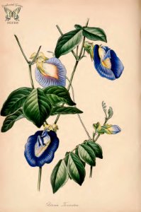 Butterfly Pea. Clitoria ternatea. (Paxton's) Magazine of Botany and Register Vol. 7 (1840). Free illustration for personal and commercial use.