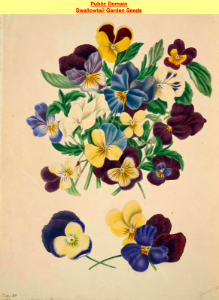 Pensees, or Heart's Ease (Viola tricolor). The beauties of flora- with botanic and poetic illustrations, being a selection of flowers drawn from nature arranged emblematically- with directions for colouring them by Gleadall, Eliza Eve (1834).. Free illustration for personal and commercial use.