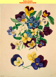 Pensees, or Heart's Ease (Viola tricolor). The beauties of flora- with botanic and poetic illustrations, being a selection of flowers drawn from nature arranged emblematically- with directions for colouring them by Gleadall, Eliza Eve (1834).