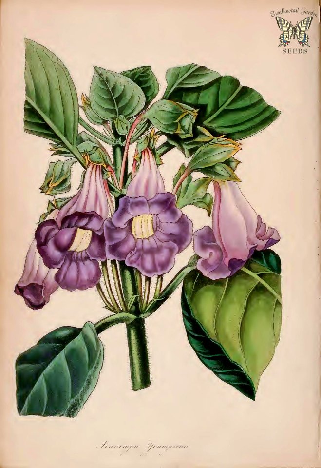 Sinningia youngeana. (Paxton's) Magazine of Botany and Register Vol. 7 (1840)