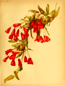 Bomarea salsilla [as Bomarea oculata] The garden. An illustrated weekly journal of horticulture in all its branches [ed. William Robinson], vol. 29: (1886)