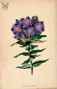 Gentiana gelida. (Paxton's) Magazine of Botany and Register Vol. 7 (1840)