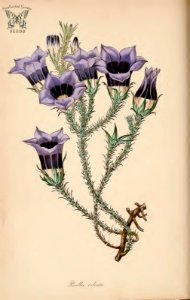 Bell Flower. Roella ciliata. (Paxton's) Magazine of Botany and Register Vol. 7 (1840). Free illustration for personal and commercial use.