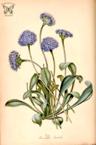 Blue Pincushion. Brunonia australis. (Paxton's) Magazine of Botany and Register Vol. 7 (1840)