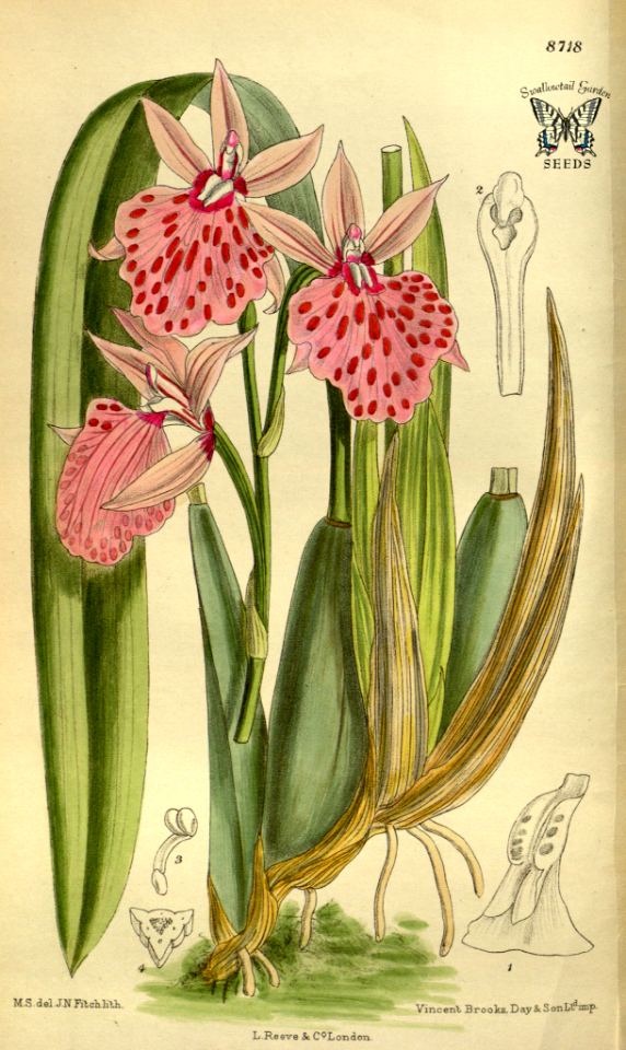 Leochilus majalis. Curtis’s Botanical Magazine, vol. 143 [ser. 4, vol. 13]  (1917) [M. Smith]