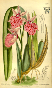 Leochilus majalis. Curtis’s Botanical Magazine, vol. 143 [ser. 4, vol. 13]  (1917) [M. Smith]