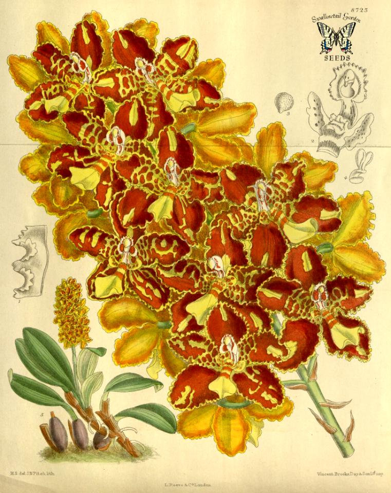 Odontoglossum chiriquense. Curtis’s Botanical Magazine, vol. 143 [ser. 4, vol. 13]  (1917) [M. Smith]
